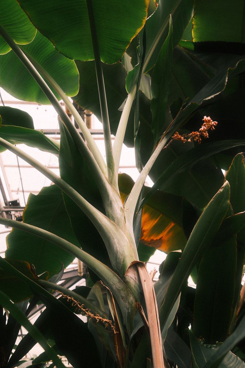 Backlit banana leaves in a glasshouse