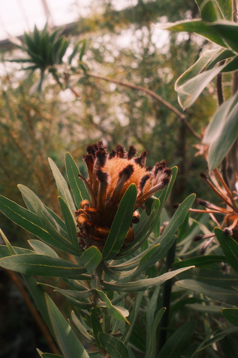 Protea flower among leaves