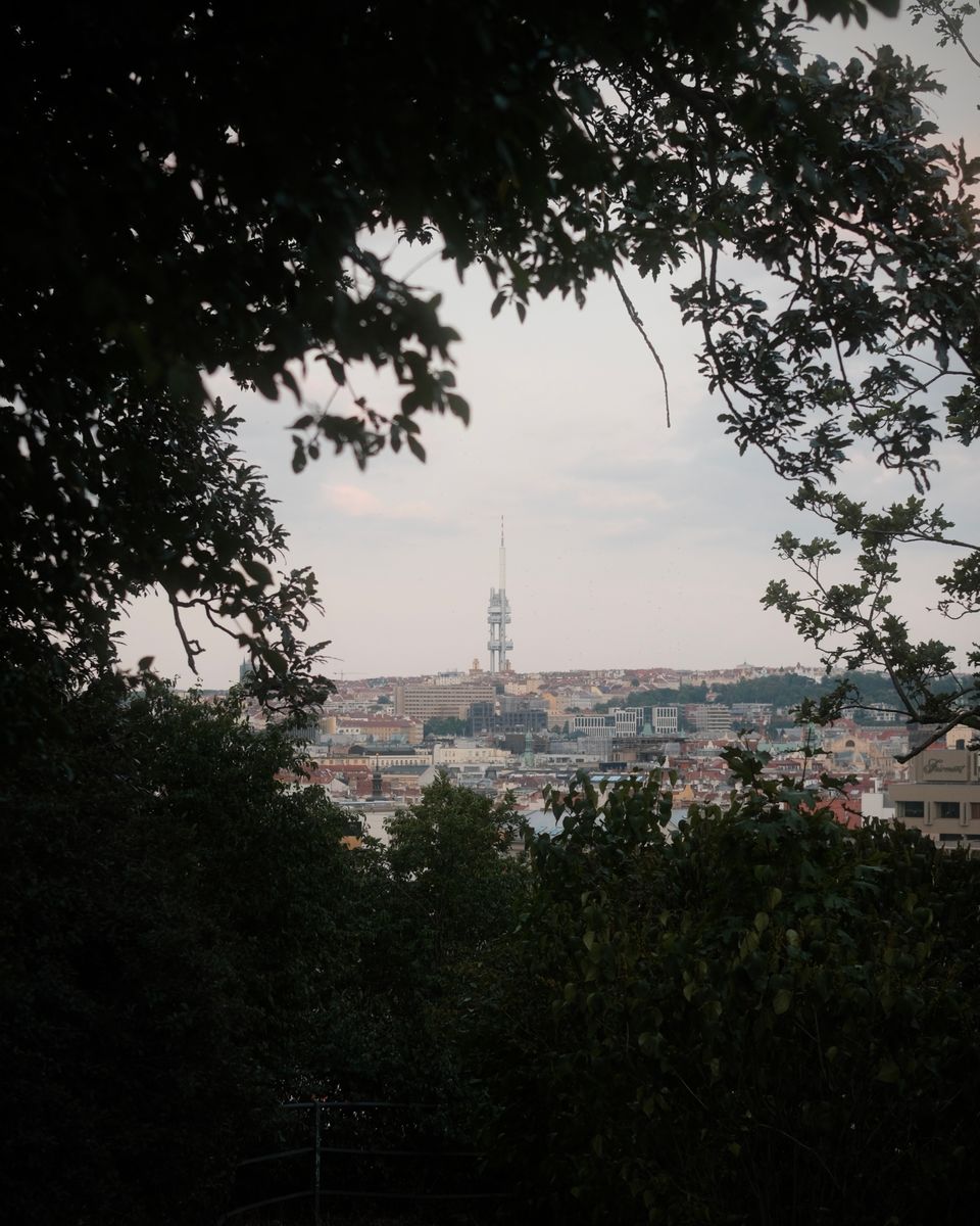 City skyline framed by trees