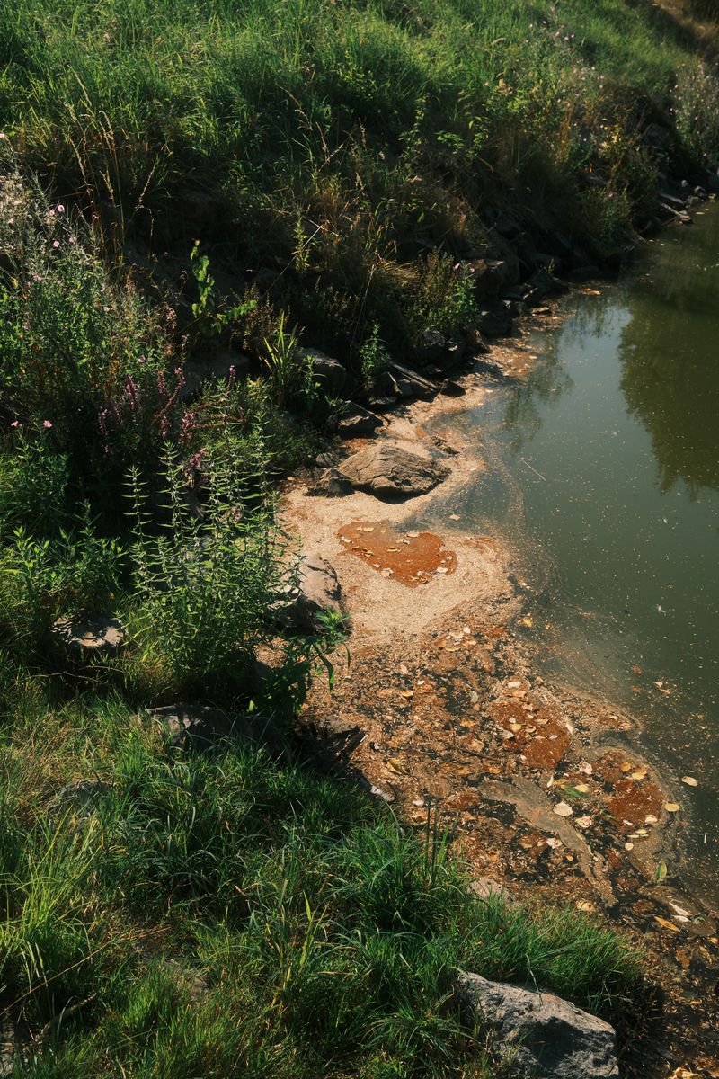 Creek bank with rusty stones and grass